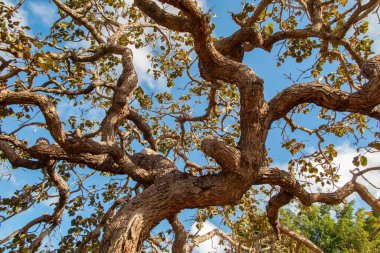 Ağaç pequi (Caryocar brasiliense). Arka planda mavi gökyüzü olan tipik Brezilya ağacı. Seçici odak. 