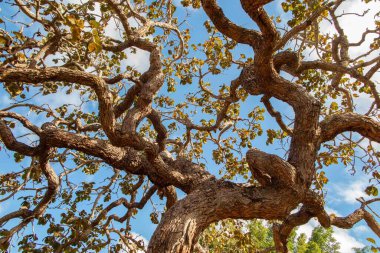 Ağaç pequi (Caryocar brasiliense). Arka planda mavi gökyüzü olan tipik Brezilya ağacı. Seçici odak. 