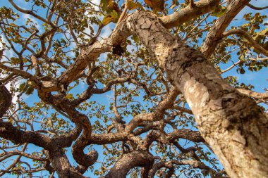 Ağaç pequi (Caryocar brasiliense). Arka planda mavi gökyüzü olan tipik Brezilya ağacı. Seçici odak. 