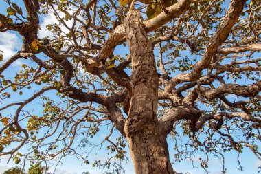 Ağaç pequi (Caryocar brasiliense). Arka planda mavi gökyüzü olan tipik Brezilya ağacı. Seçici odak. 