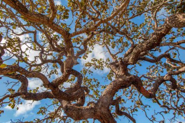 Ağaç pequi (Caryocar brasiliense). Arka planda mavi gökyüzü olan tipik Brezilya ağacı. Seçici odak. 
