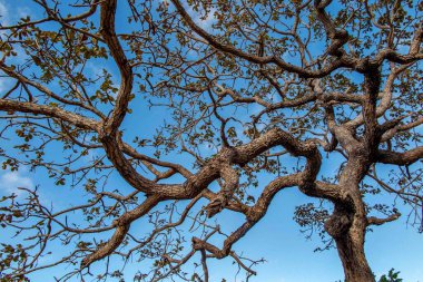 Ağaç pequi (Caryocar brasiliense). Arka planda mavi gökyüzü olan tipik Brezilya ağacı. Seçici odak. 
