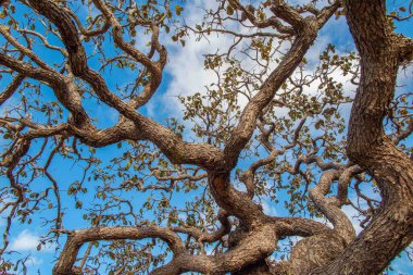 Ağaç pequi (Caryocar brasiliense). Arka planda mavi gökyüzü olan tipik Brezilya ağacı. Seçici odak. 