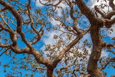 Ağaç pequi (Caryocar brasiliense). Arka planda mavi gökyüzü olan tipik Brezilya ağacı. Seçici odak. 