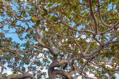 Ağaç pequi (Caryocar brasiliense). Arka planda mavi gökyüzü olan tipik Brezilya ağacı. Seçici odak. 