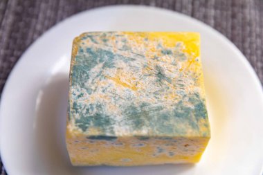 Yeşil mantarlı eski küflü peynir.