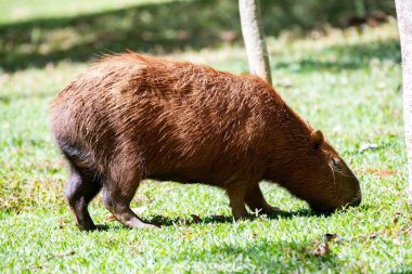 Tipik Brezilya kapibarası, Amerika 'nın en büyük kemirgeni, seçici bir odak noktasında otluyor.