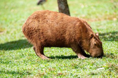 Tipik Brezilya kapibarası, Amerika 'nın en büyük kemirgeni, seçici bir odak noktasında otluyor.