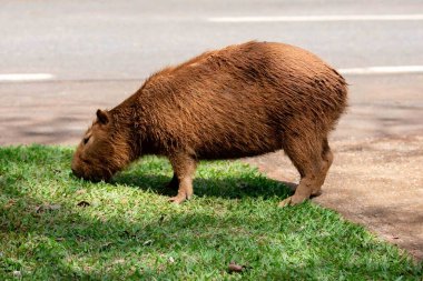 Tipik Brezilya kapibarası, Amerika 'nın en büyük kemirgeni, seçici bir odak noktasında otluyor.