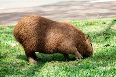 Tipik Brezilya kapibarası, Amerika 'nın en büyük kemirgeni, seçici bir odak noktasında otluyor.