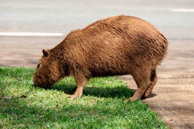 Tipik Brezilya kapibarası, Amerika 'nın en büyük kemirgeni, seçici bir odak noktasında otluyor.
