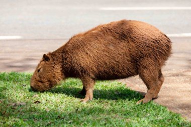 Tipik Brezilya kapibarası, Amerika 'nın en büyük kemirgeni, seçici bir odak noktasında otluyor.
