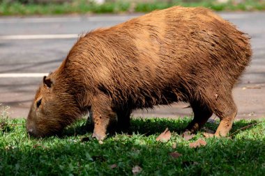 Tipik Brezilya kapibarası, Amerika 'nın en büyük kemirgeni, seçici bir odak noktasında otluyor.