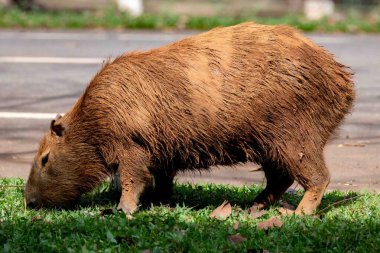 Tipik Brezilya kapibarası, Amerika 'nın en büyük kemirgeni, seçici bir odak noktasında otluyor.