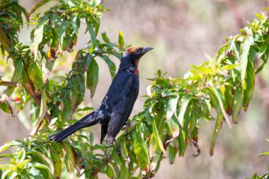 Brezilyalı kuş Chrysomus ruficapilus Garibaldi veya papa arroz olarak bilinir.