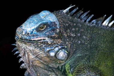 Tipik yeşil iguana seçici odaklı doğal ortamında