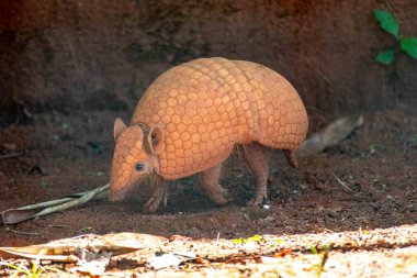 Tipik armadillo (tatu bola), Brezilya 'nın kuzeydoğusunda, doğal ortamında
