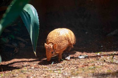 Tipik armadillo (tatu bola), Brezilya 'nın kuzeydoğusunda, doğal ortamında