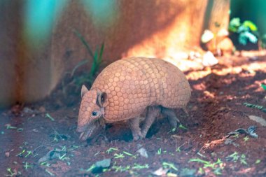 Tipik armadillo (tatu bola), Brezilya 'nın kuzeydoğusunda, doğal ortamında