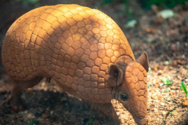 Tipik armadillo (tatu bola), Brezilya 'nın kuzeydoğusunda, doğal ortamında