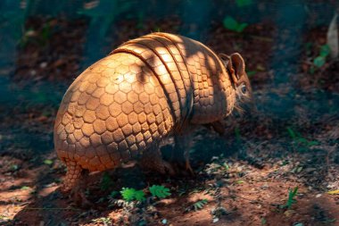 Tipik armadillo (tatu bola), Brezilya 'nın kuzeydoğusunda, doğal ortamında