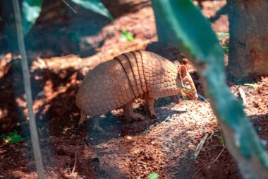 Tipik armadillo (tatu bola), Brezilya 'nın kuzeydoğusunda, doğal ortamında