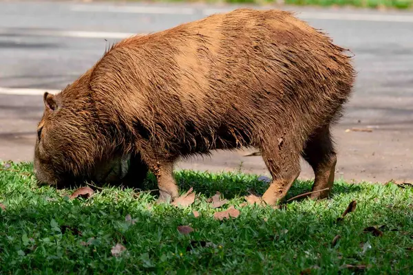Tipik Brezilya kapibarası, Amerika 'nın en büyük kemirgeni, seçici bir odak noktasında otluyor.