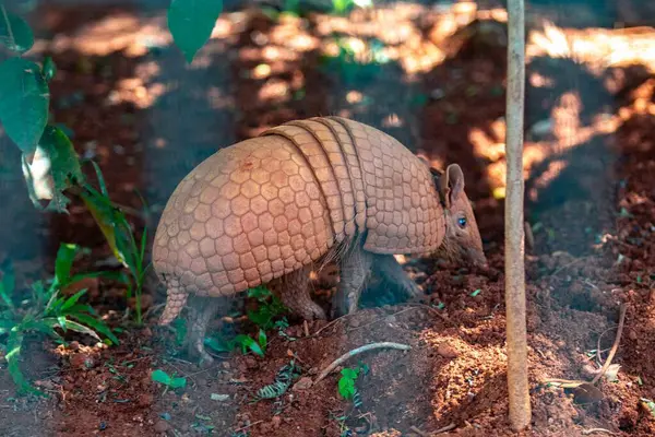 Tipik armadillo (tatu bola), Brezilya 'nın kuzeydoğusunda, doğal ortamında