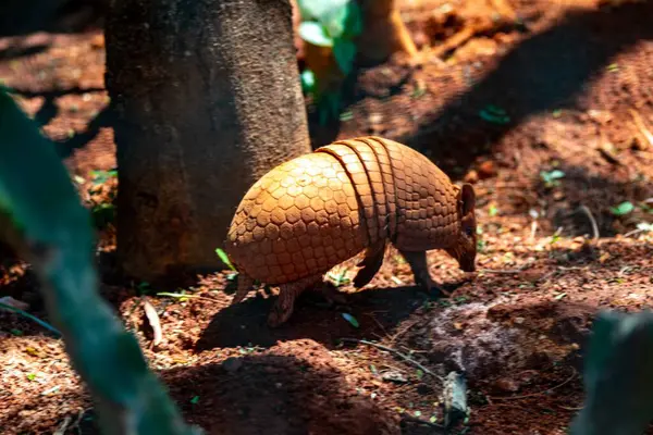 Tipik armadillo (tatu bola), Brezilya 'nın kuzeydoğusunda, doğal ortamında