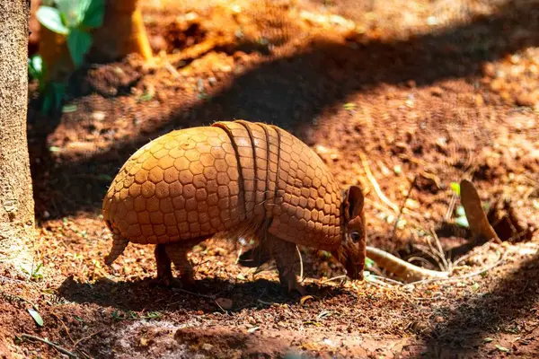 Tipik armadillo (tatu bola), Brezilya 'nın kuzeydoğusunda, doğal ortamında