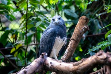 Tipik Brezilya beyaz kuyruklu şahini doğal ortamında