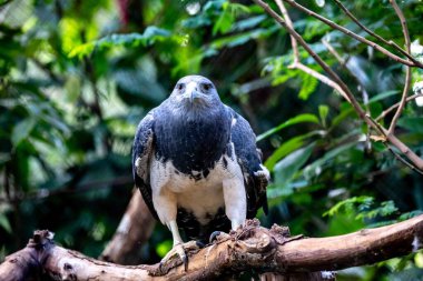 Tipik Brezilya beyaz kuyruklu şahini doğal ortamında