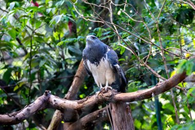 Tipik Brezilya beyaz kuyruklu şahini doğal ortamında