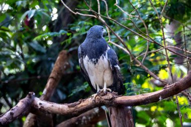 Tipik Brezilya beyaz kuyruklu şahini doğal ortamında