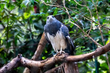 Tipik Brezilya beyaz kuyruklu şahini doğal ortamında