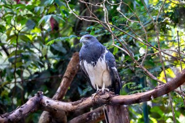 Tipik Brezilya beyaz kuyruklu şahini doğal ortamında