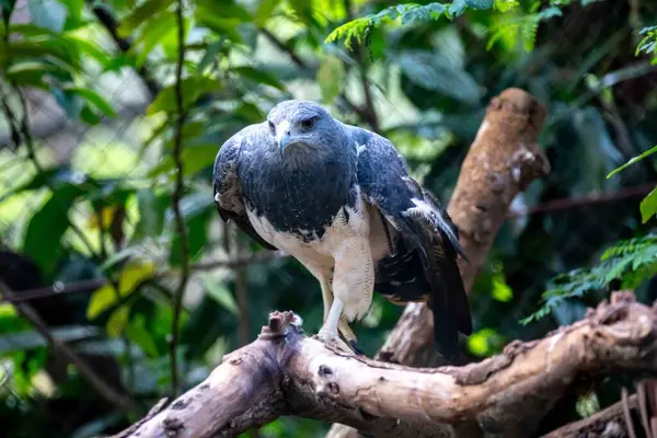 Tipik Brezilya beyaz kuyruklu şahini doğal ortamında