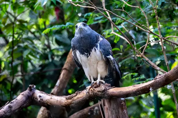 Tipik Brezilya beyaz kuyruklu şahini doğal ortamında