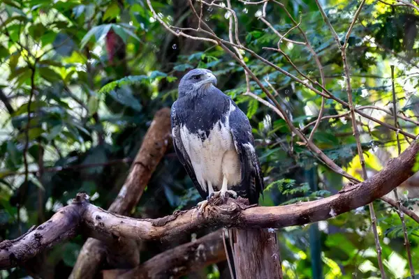 Tipik Brezilya beyaz kuyruklu şahini doğal ortamında