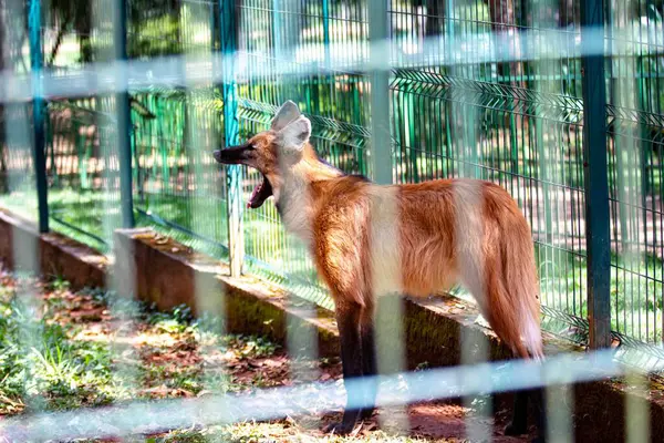 Tipik ve nadir Brezilya yaban kurdu doğal ortamda seçici odaklı