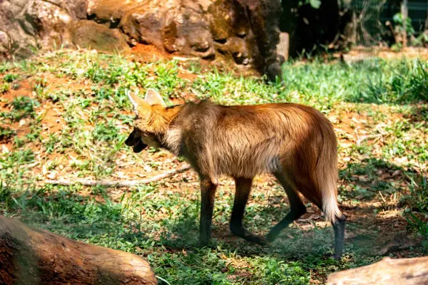 Tipik ve nadir Brezilya yaban kurdu doğal ortamda seçici odaklı
