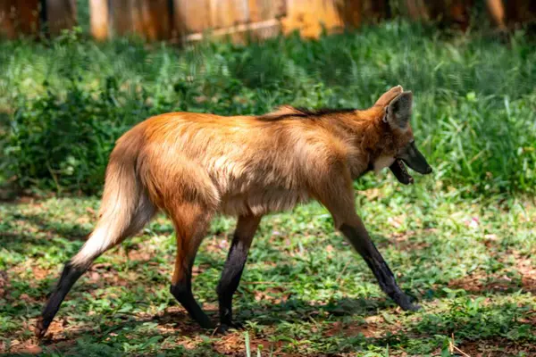 Tipik ve nadir Brezilya yaban kurdu doğal ortamda seçici odaklı