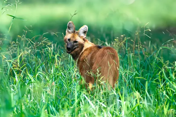 Tipik ve nadir Brezilya yaban kurdu doğal ortamda seçici odaklı