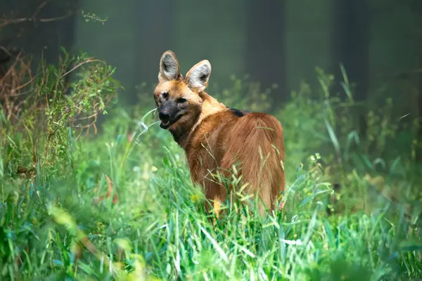 Tipik ve nadir Brezilya yaban kurdu doğal ortamda seçici odaklı