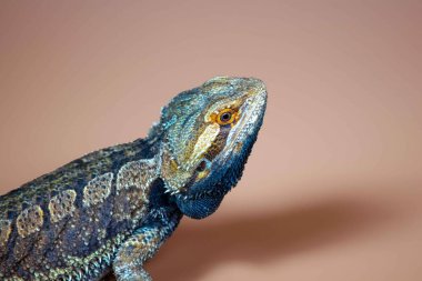 Sakallı ejderha pogona vittisepsleri seçici odak noktasında, Avustralya 'ya özgü.