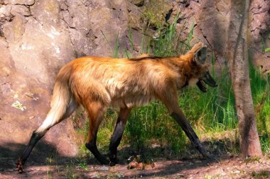 Tipik ve nadir Brezilya yaban kurdu doğal ortamda seçici odaklı