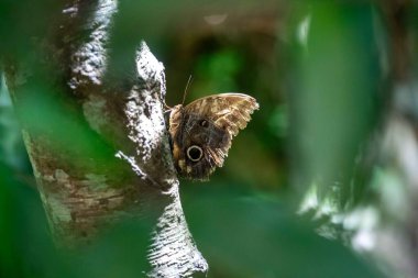 Baykuş Kelebeği olarak bilinen Brezilya Kelebeği Caligo Beltrao