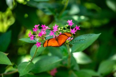 Seçici odak noktasında turuncu Brezilya Kelebeği