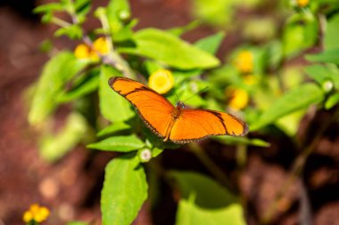 Seçici odak noktasında turuncu Brezilya Kelebeği