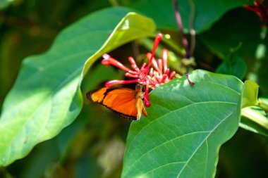 Seçici odak noktasında turuncu Brezilya Kelebeği